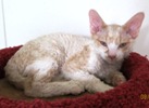 Devon Rex kittens for sale